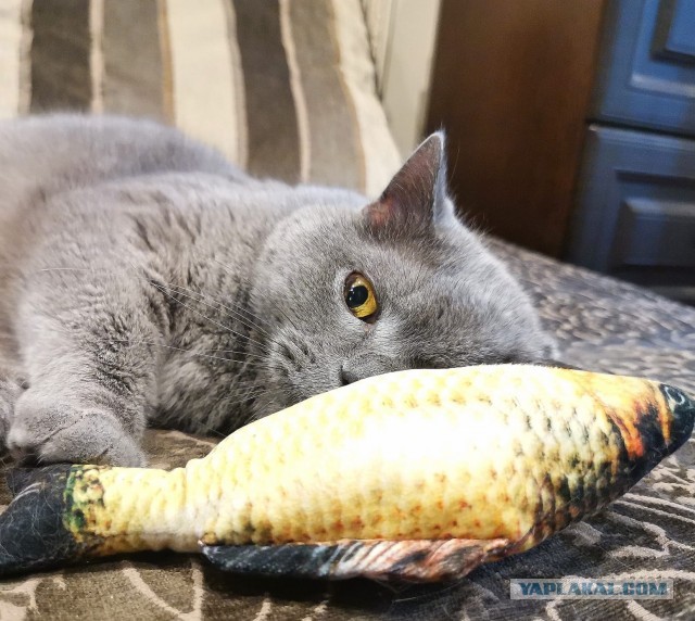Иногда коту просто нужно давать леща