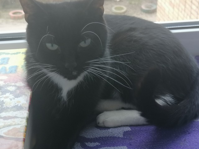 Ура! Котовторник.