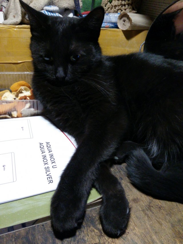 На котовторник
