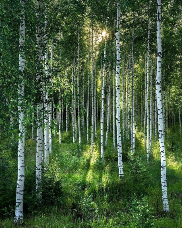 Для ценителей лесов (лесные пейзажи)