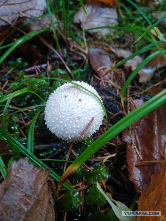 Чей нож? Или как я сегодня 13 килограмм грибов собрал