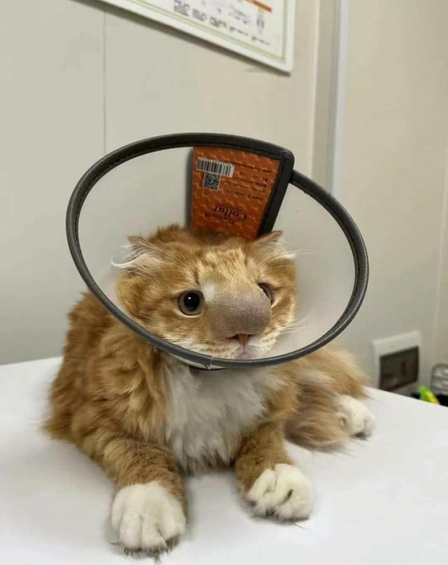 Котик после битвы с пчелой