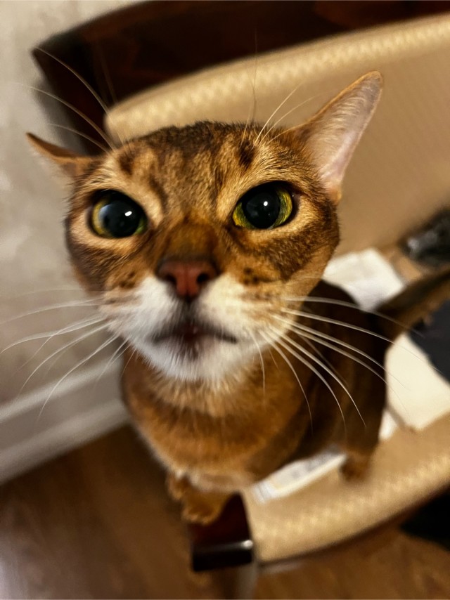 Котовторник 1.11.22