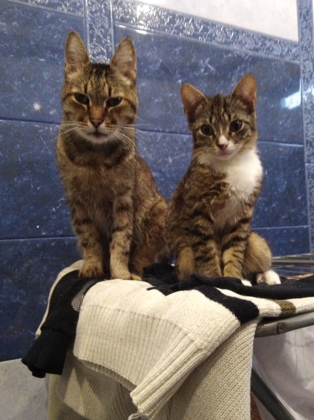 Кот Филимон