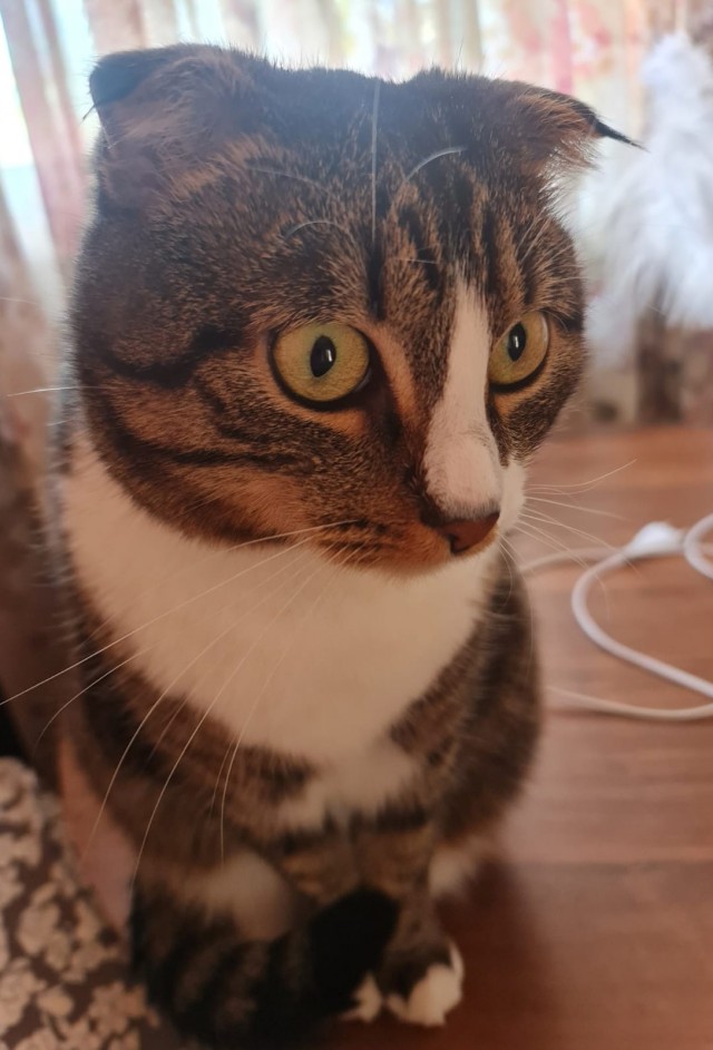 Котовторник