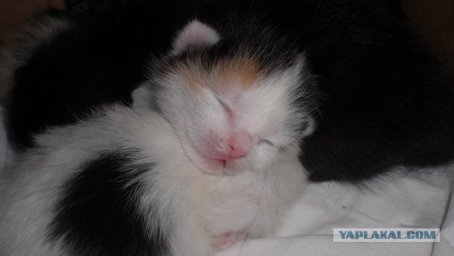 Котовторник 16.04.2013