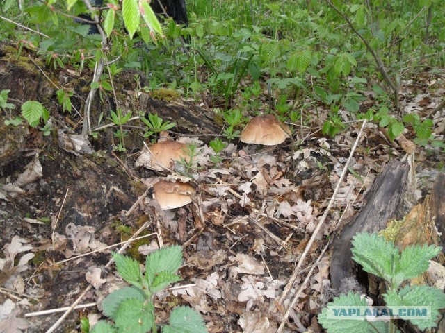 Грибной сезон открыт!