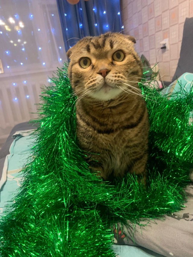 Новогодний кот