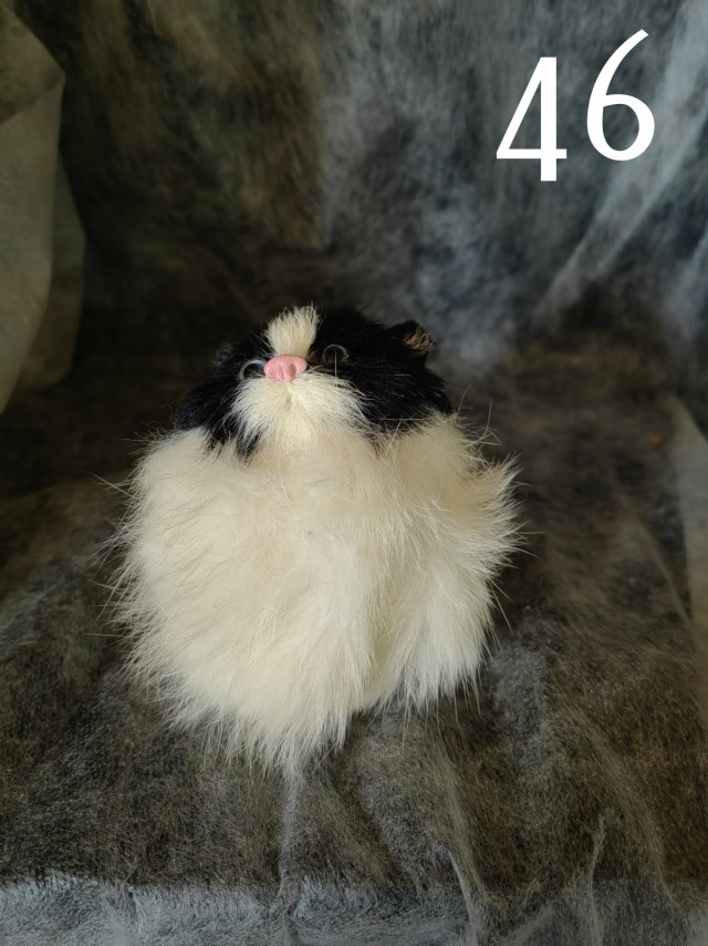 Жизнь домашнего приюта "Котоленд" 424