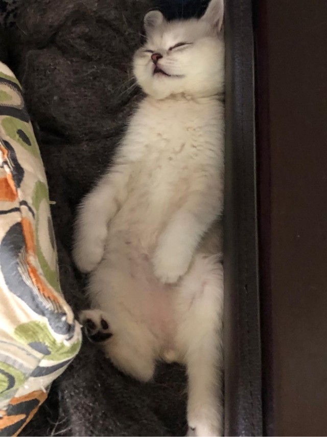 Всех с котовторником