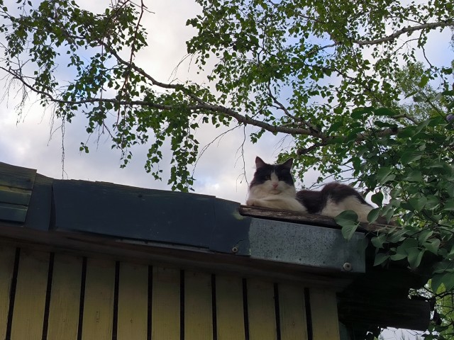 Котовторник