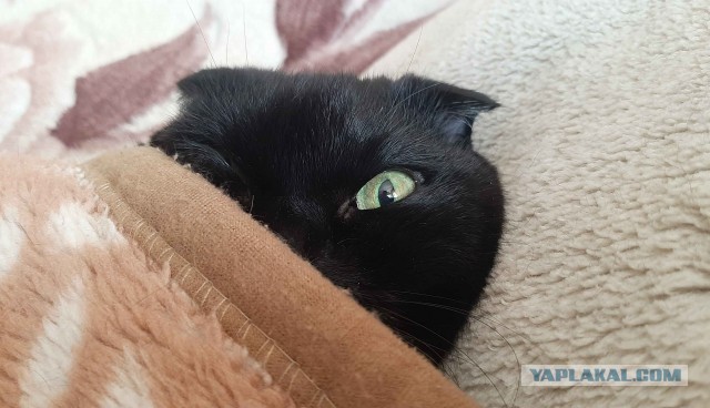 Котовторник же!