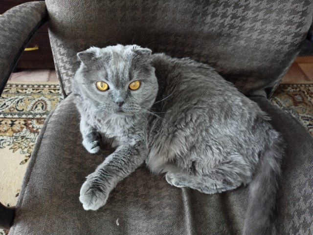 Жизнь с котом в одной картинке