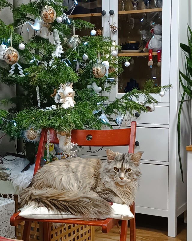 Первый Новый год кошечки