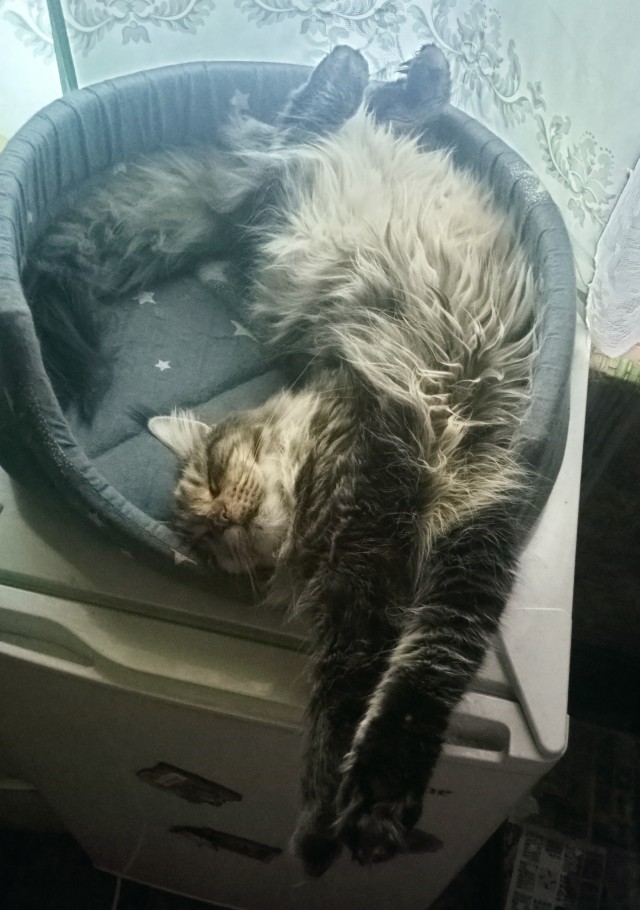 Котопаралич 1 степени
