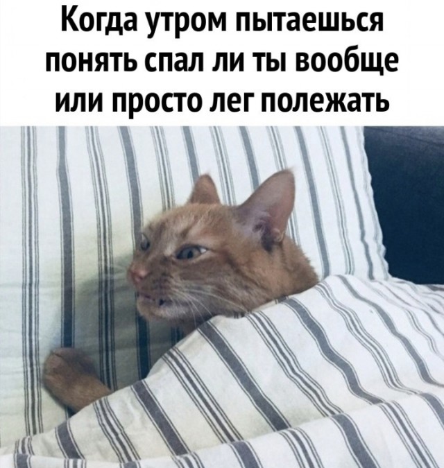 Мемы для хорошего настроения