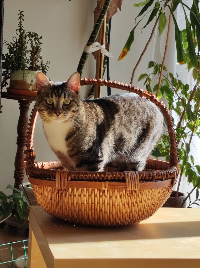 Нефотогеничный кот