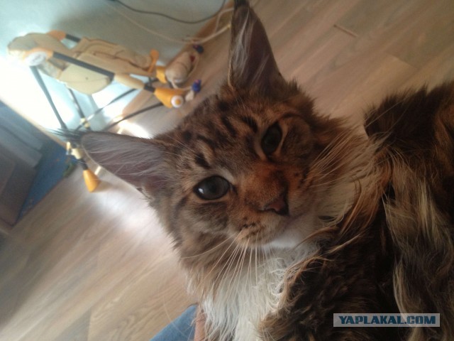 Немного о  Мейн Куне.