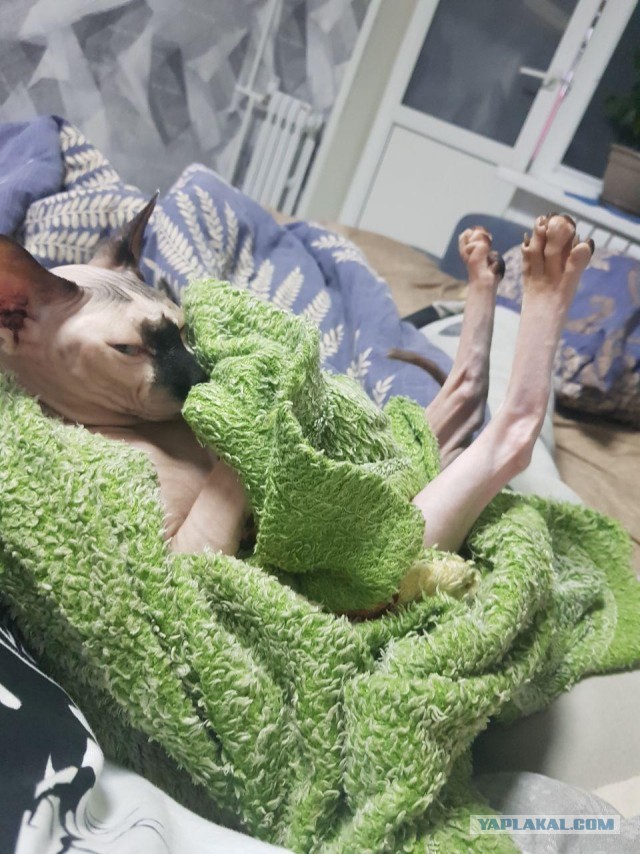 Котовторник же...