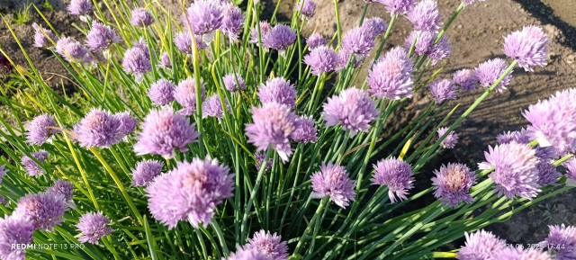 Лук цветёт.