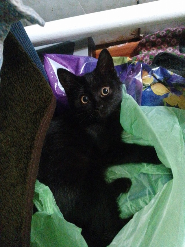 Котовторник.Наши модели