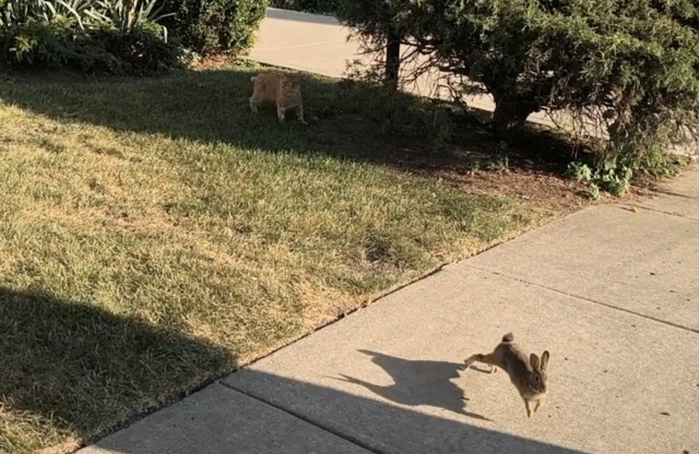 Смотри как умею! ... Ладно, давай в следующий раз.
