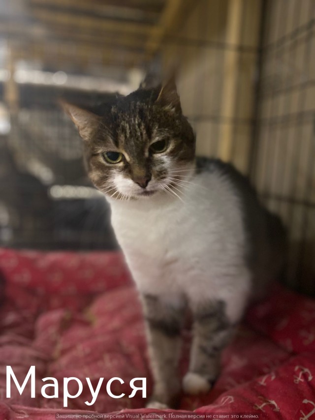 Жизнь домашнего приюта "Котоленд" 520