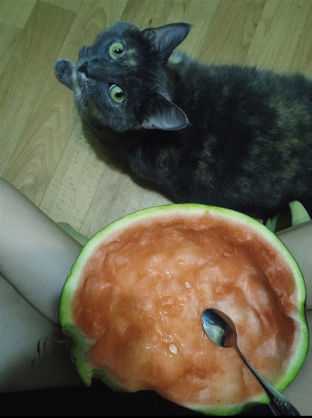 Кошачьи звезды вэбкама