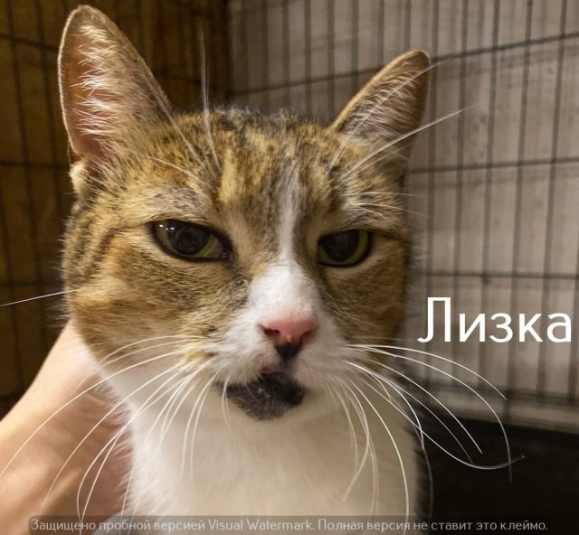 Жизнь домашнего приюта "Котоленд" 524. Нам сегодня 10 лет!