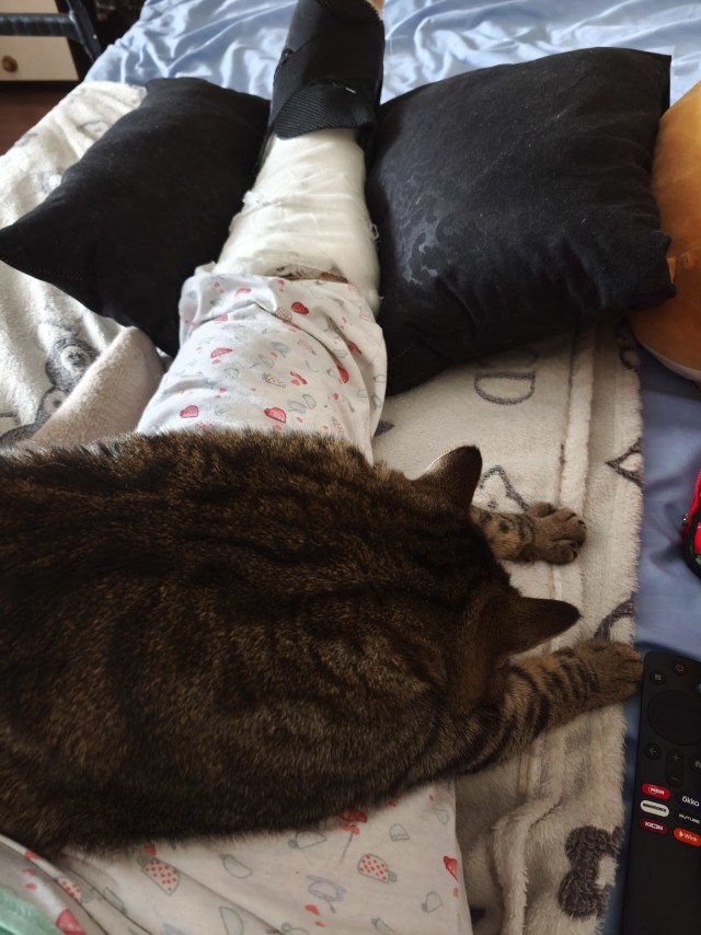 Спят усталые котейки