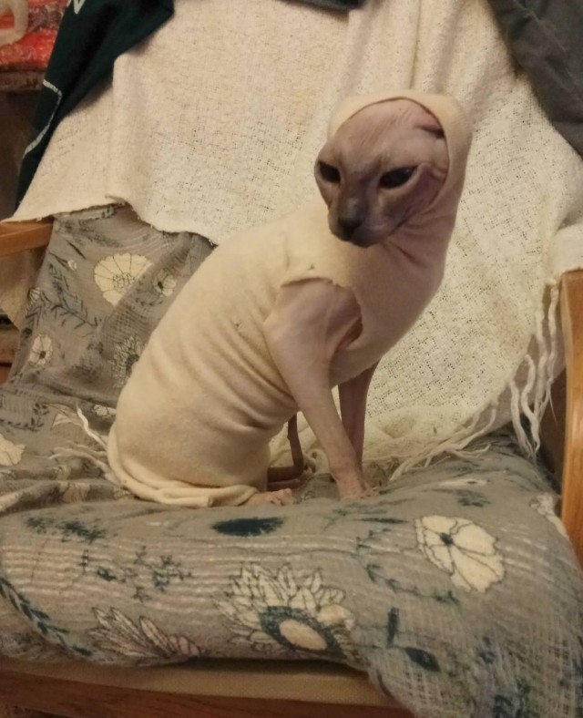 В защиту кошек породы Сфинкс канадский...