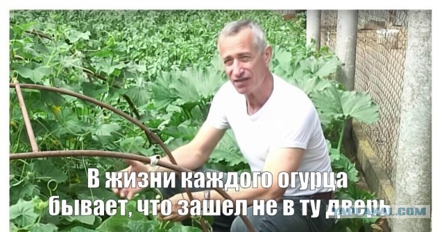 Выращивать огурцы на подоконнике посоветовали россиянам в Госдуме.