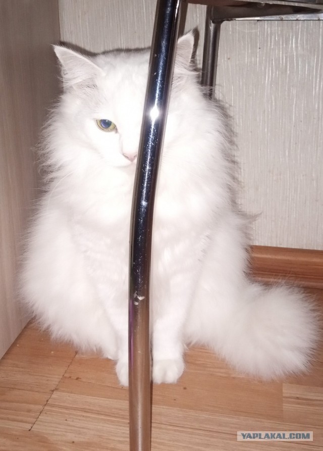 Мой старичок...