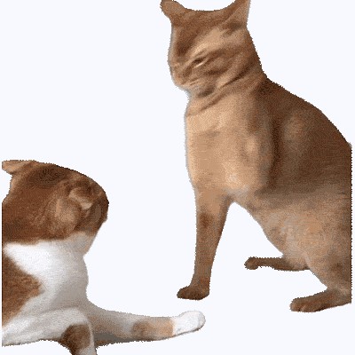 Что за агрессия у кошки?