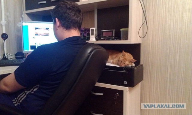 Котовторник  30.07.2013