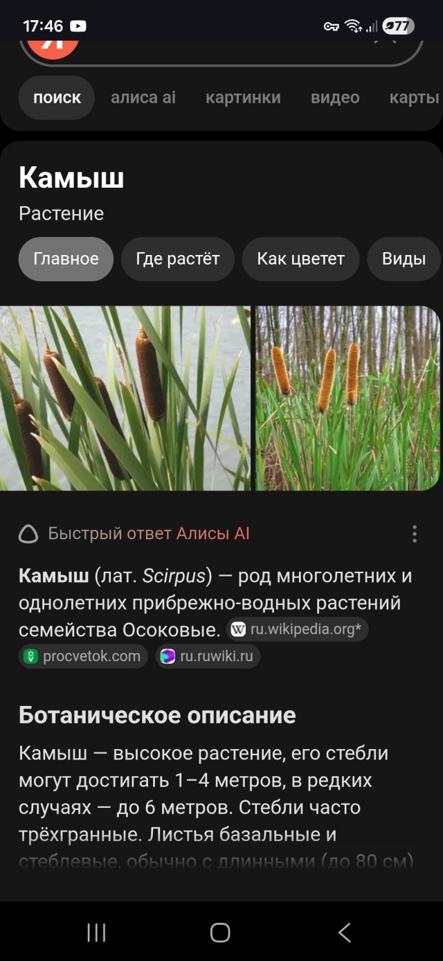 Для любителей отдыхать в камышах.