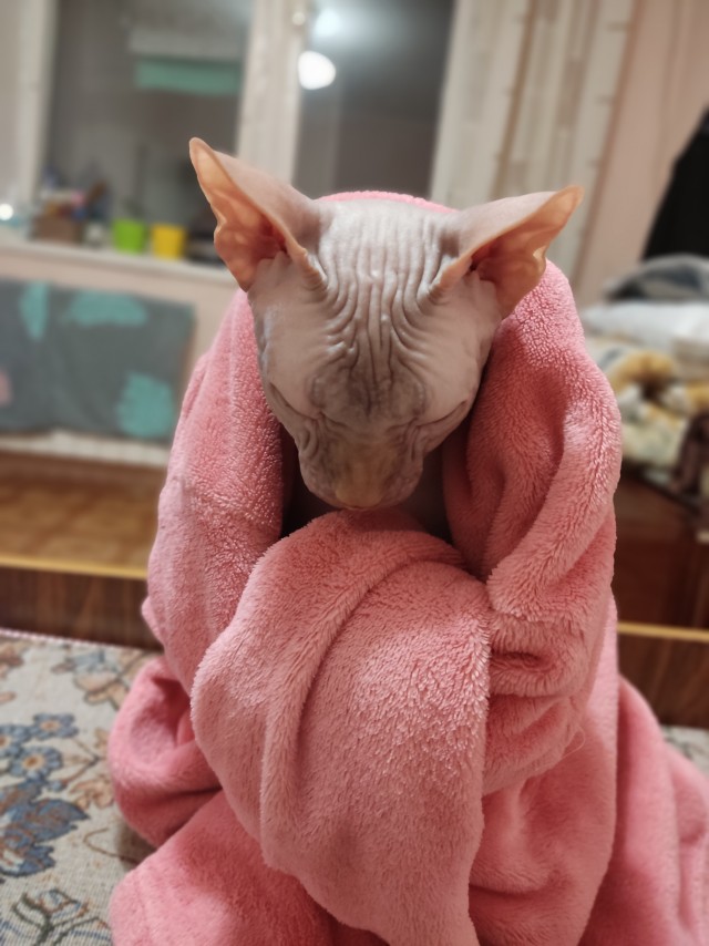 Котовторник же ж