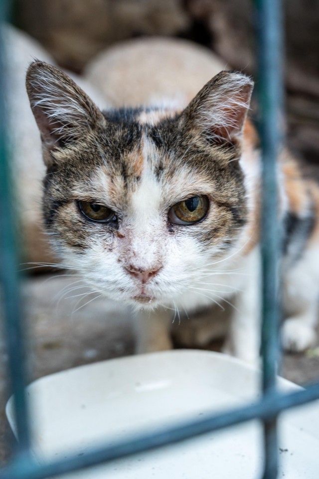 Уличные котэ города Дубровник