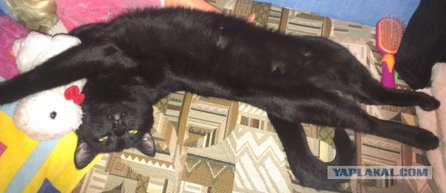 Как собаки встречают и провожают хозяев