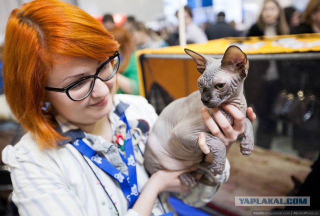 Международная выставка кошек Кэтсбург 2014