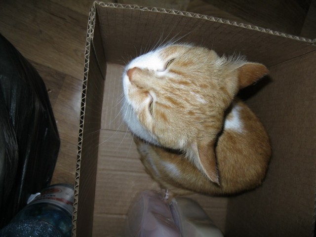 Котовторник  08.07.2014
