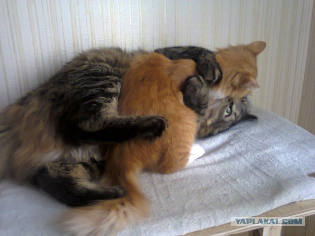 Прохор