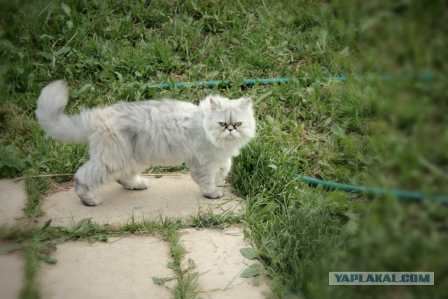 Счастье - в котиках :)