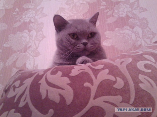 Котовторник 23.09.2014.
