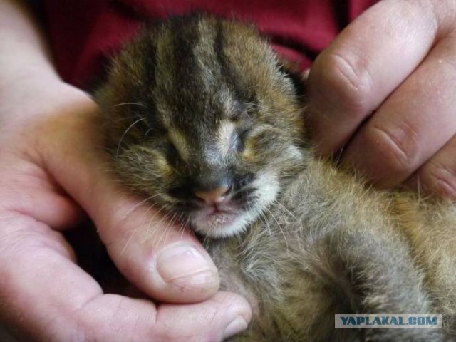Котята хищных кошек