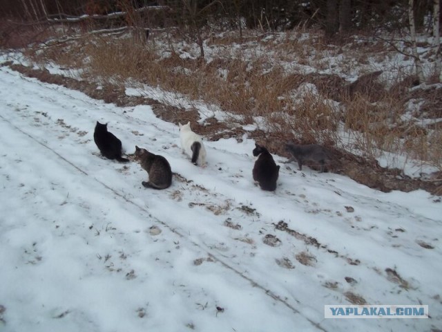 Жизнь домашнего приюта для котеек 38