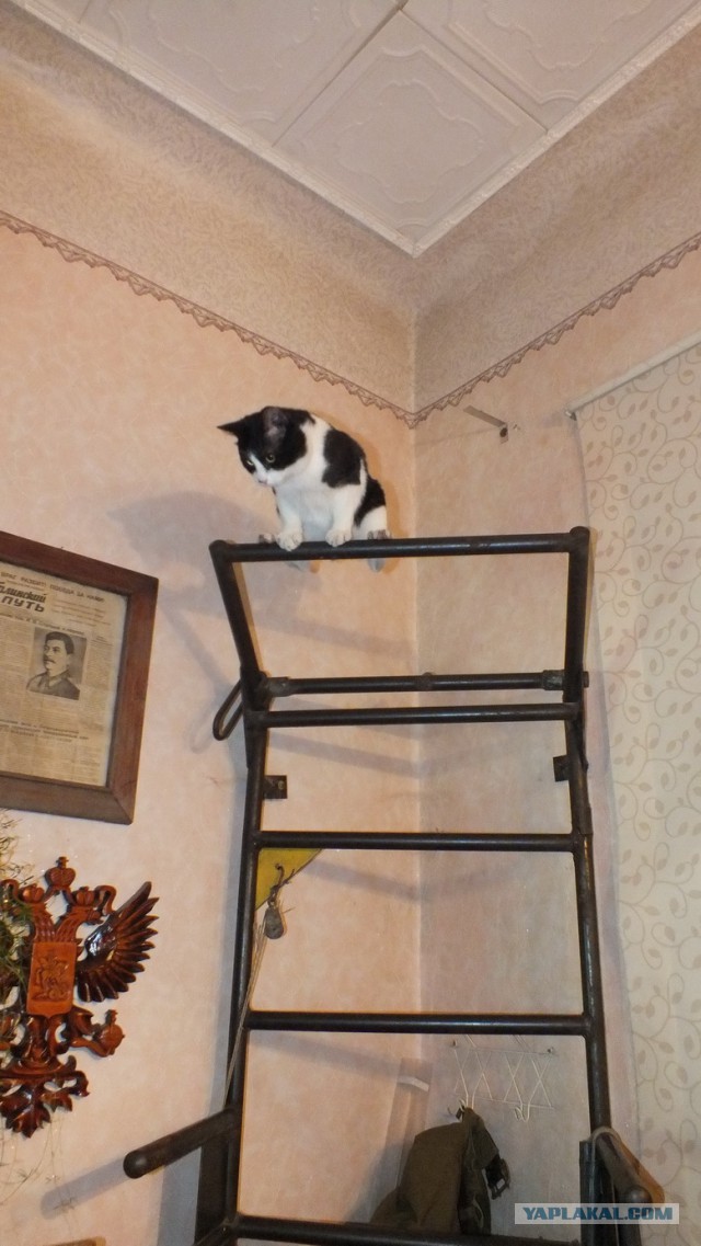 Турник для дома три в одном