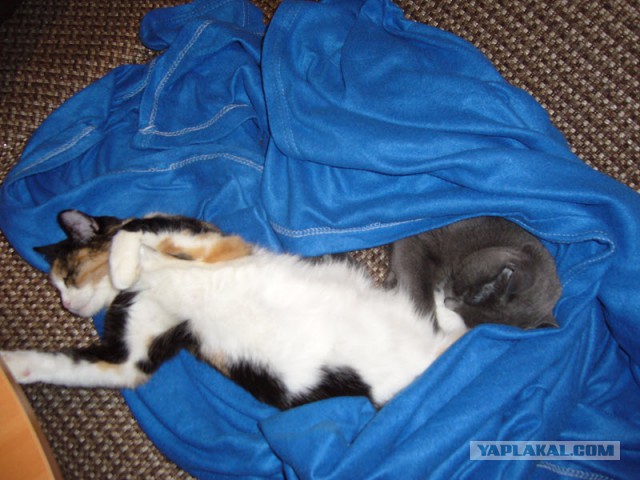 Котовоскресенье