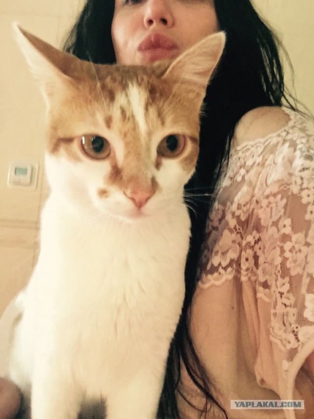 Котовторник
