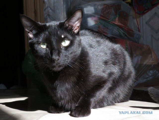 Котовторник 24.03.2015